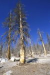 Mammoth Lakes
