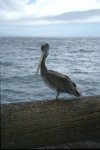 Santa Barbara