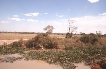 Pantanal