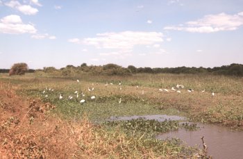 Pantanal del nord