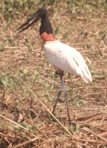 cicogna  Jabiru'