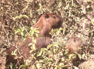 Capibara