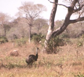 emu'