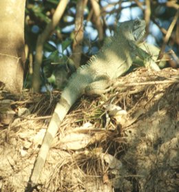 iguana