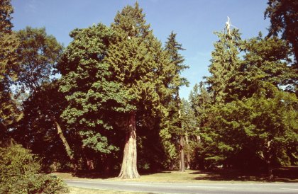 Stanley park
