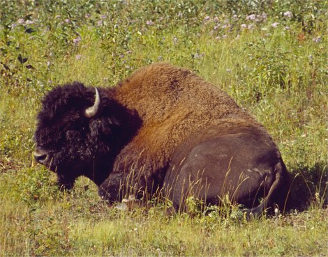bisonte