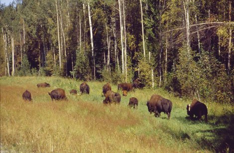 bisonti