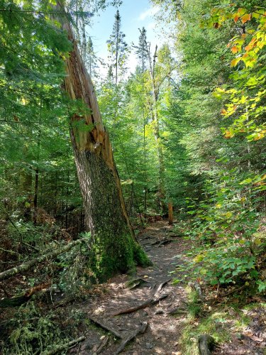 parco Alognquin