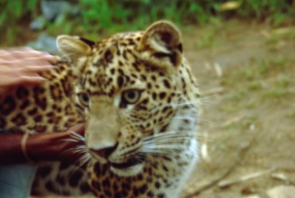 leopardo