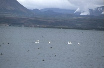 Lago Myvatn