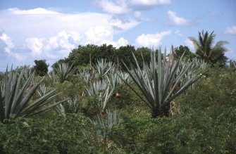 Piantagioni di agave