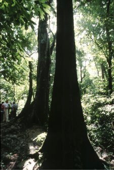 Verso il tempio del giaguaro