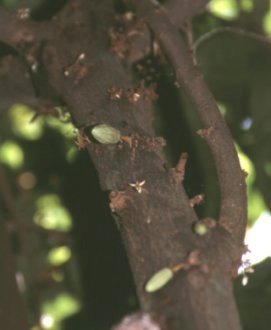 La pianta del cacao