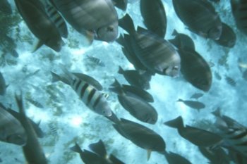 Isla Mujeres