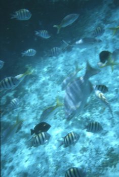 Isla Mujeres