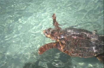 Isla Mujeres