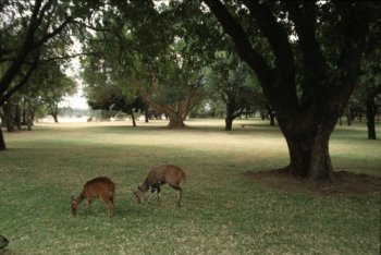 il campo di Letaba