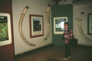 Letaba - Il museo degli elefanti