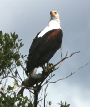 aquila pescatrice con il pescato