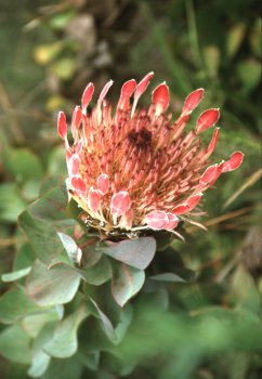 Protea