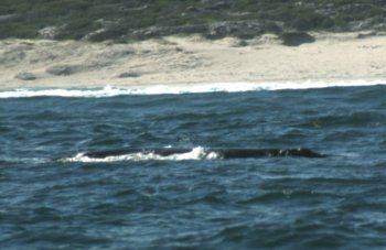 balena australe