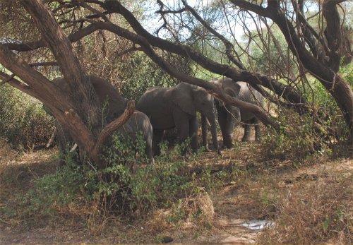 lake Manyara national park
