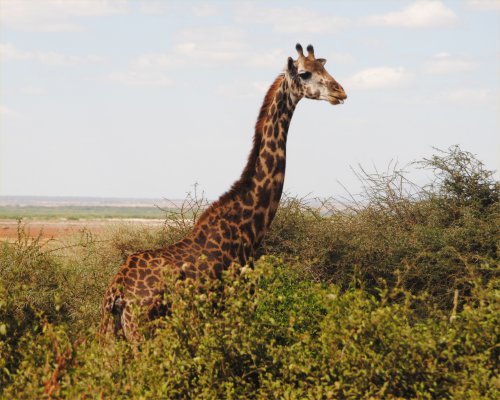 giraffa