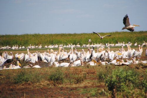 lake Manyara