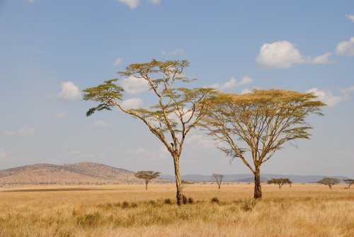 Serengeti