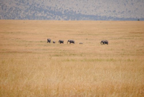 Serengeti