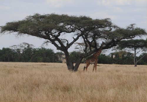 Serengeti