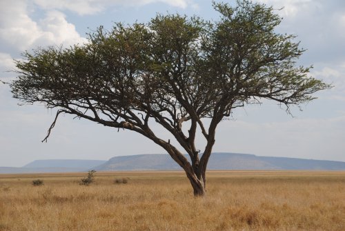 Serengeti
