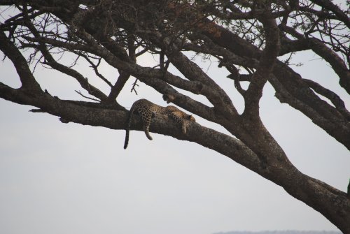 leopardo