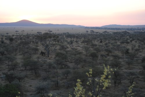 Serengeti