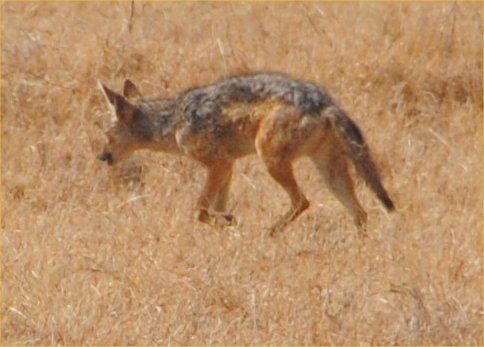 coyote