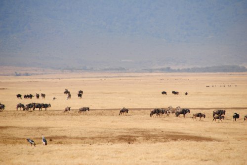 nel cratere Ngorongoro