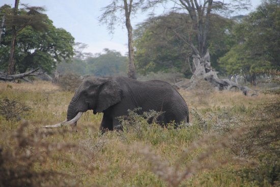 cratere Ngorongoro