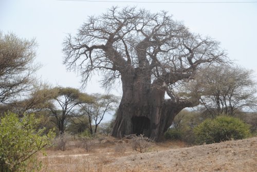 parco Tarangire