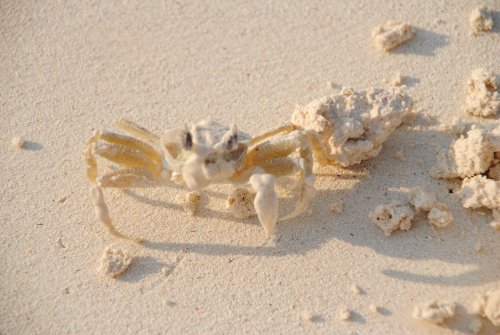 Zanzibar