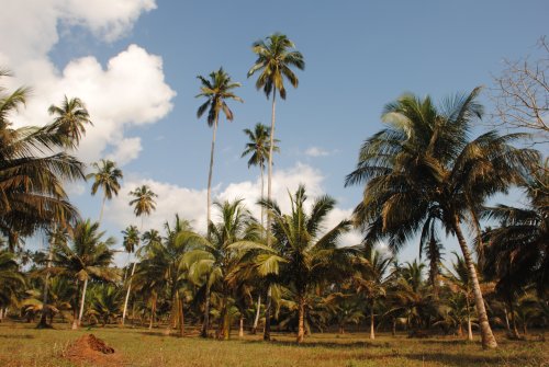 Zanzibar