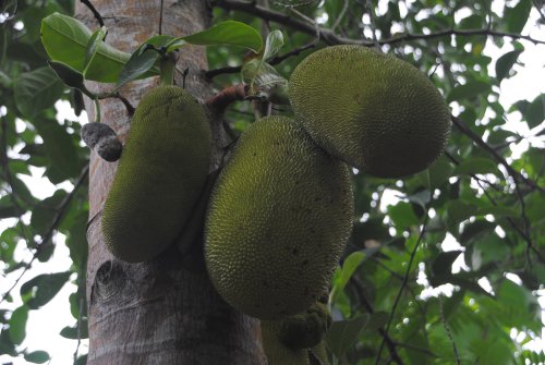 albero del pane