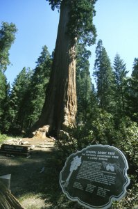 Sequoia Generale Grant