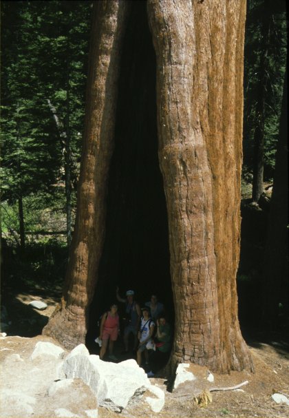 Sequoia National Park