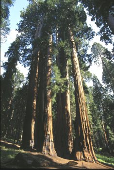 Sequoia National park : The Senate