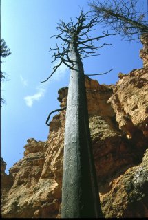 Bryce Canyon 